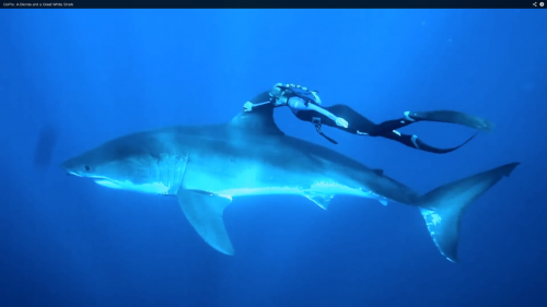 great white