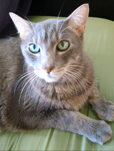 Yoda